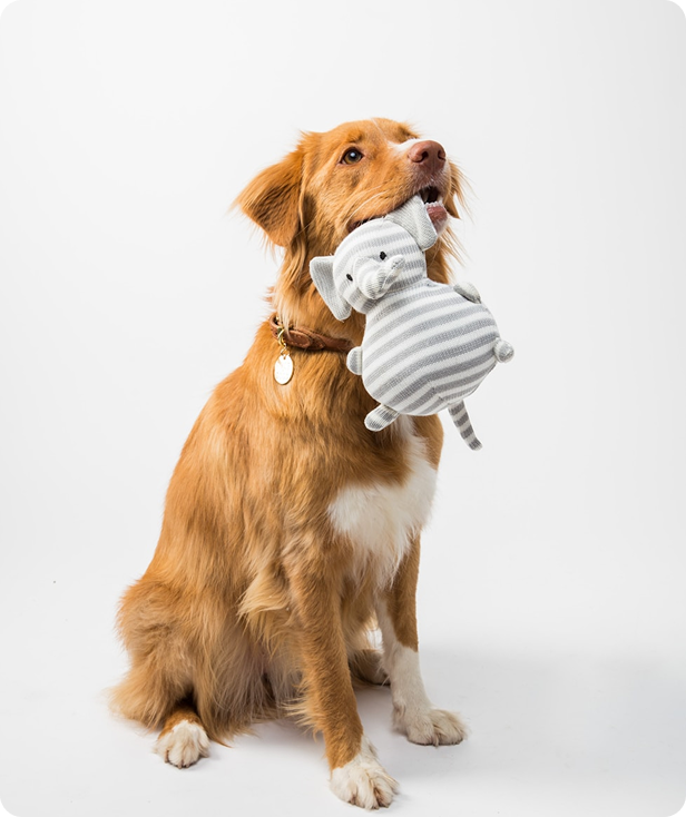Dog with toy